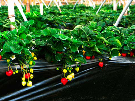 膜类行业领域应用